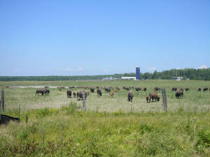 buffaloherd.jpg