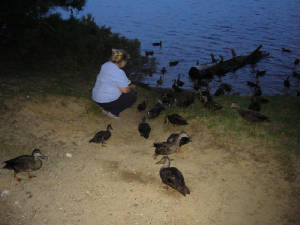 ducks.jpg