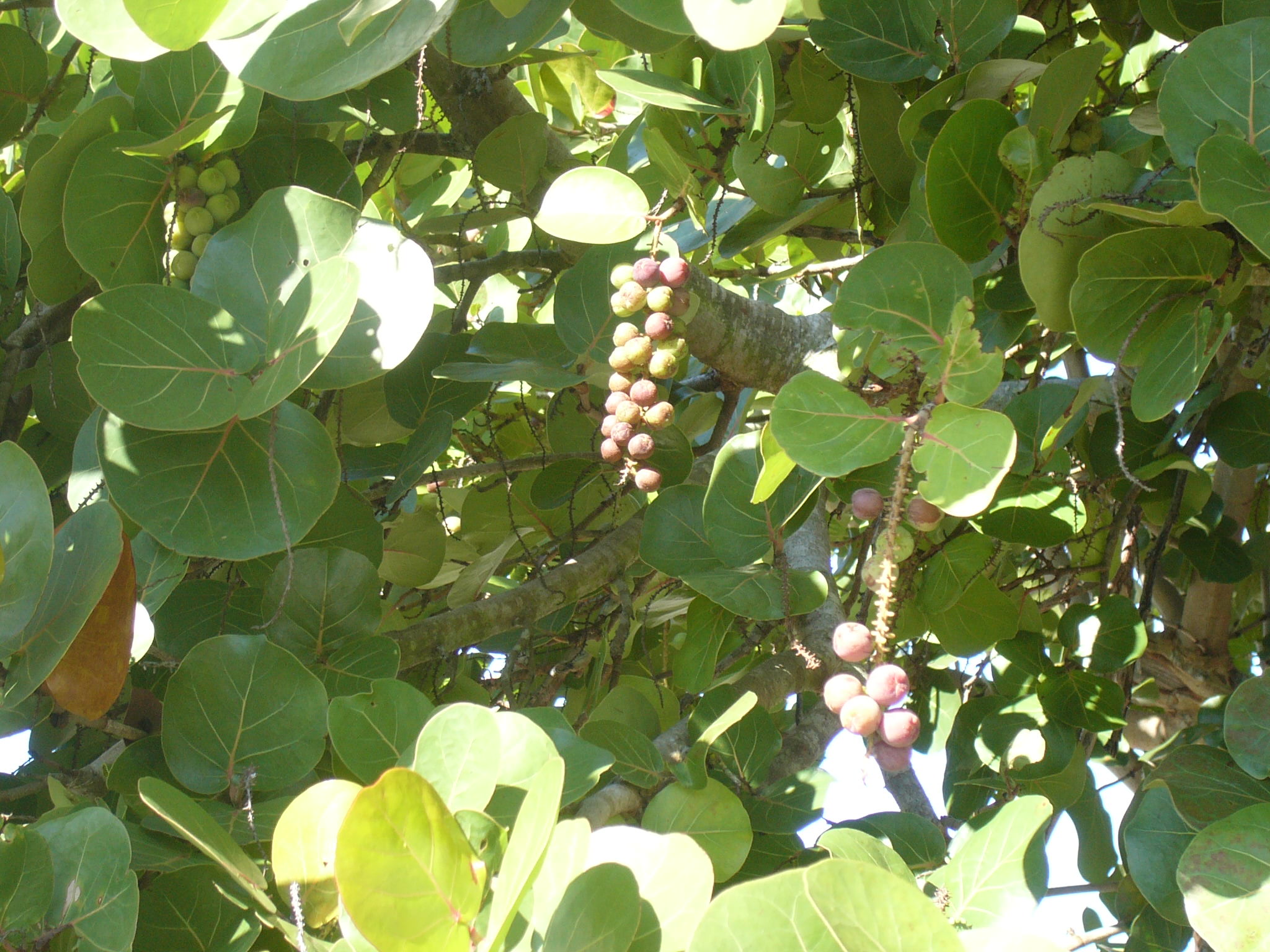 fruit.jpg