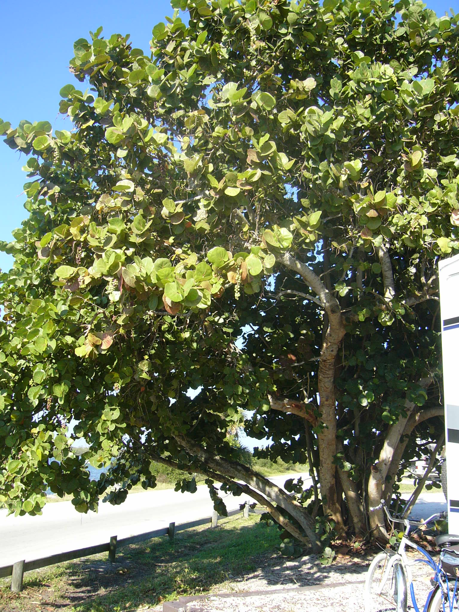 tree.jpg